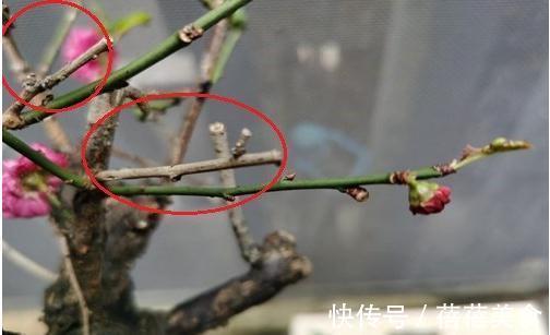 救治梅花枯枝病,做好几点就够了,快来了解一下