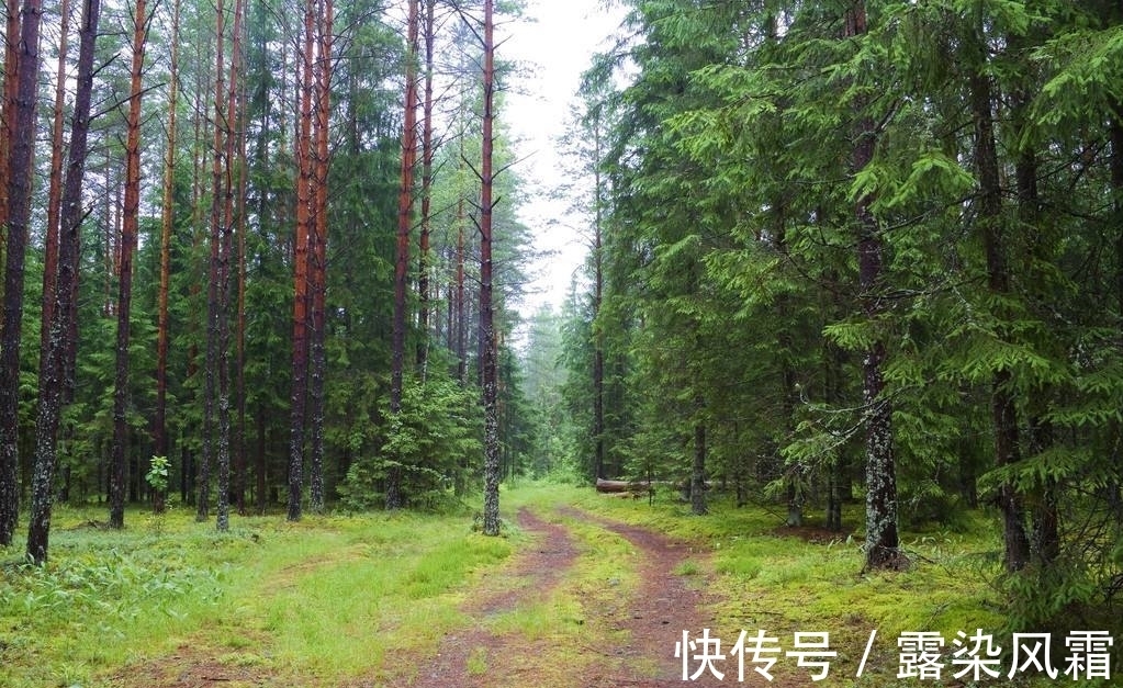 雄浑#北宋诗人王令一首《大松》,松树形象大气磅礴,青春之志令人赞扬