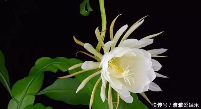 阳台|夏天养花就要养它们,放在阳台狠狠晒,天天开成小花园!