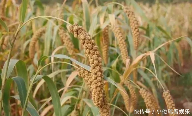 世界上|李约瑟:除了四大发明,古代中国还有30个世界之最