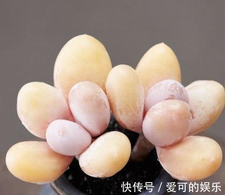 多肉奶酪怎么快速养出群生老桩,注意什么事项