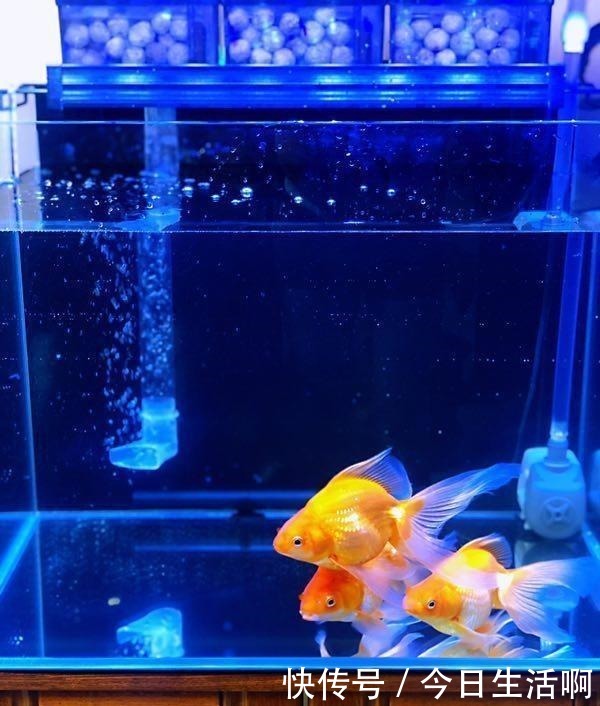 适合鱼缸养的冷水鱼