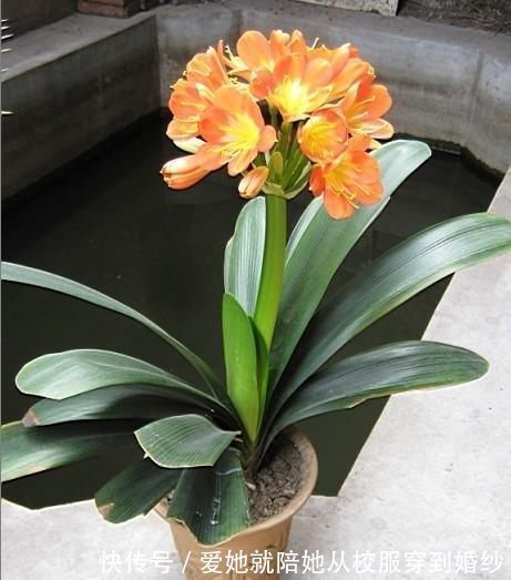 浇水|君子兰的浇水是一个技术活,会浇水就会养君子兰