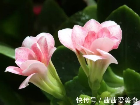 这4种花,剪个枝插水里,10天就生根,特别好养活!