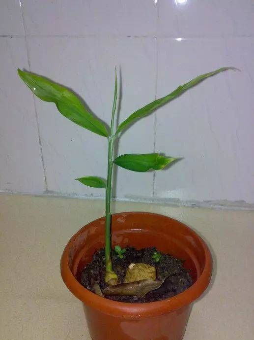 切块生姜放水里,7天发芽,3个月结出一桶姜,原来生姜是这么种的