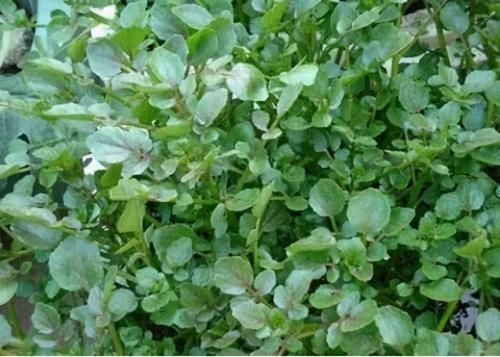 豆瓣菜|聪明人爱吃3种食物，排毒养颜，延缓衰老，早吃早受益