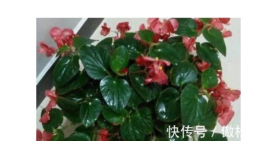 繁殖|以下几种花随便扦插个枝叶,春天竟然能长出一大盆!