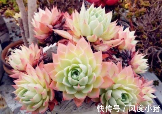 浇水|温度低多肉不生长？给它做4步，反而养出“美肉肉”，直接出状态