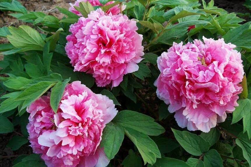  花园|冬季小花园光秃秃，不如试试这几种耐寒苗木花卉