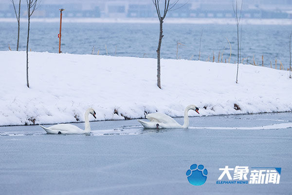 雪中的天使|图集| 雪中的天使