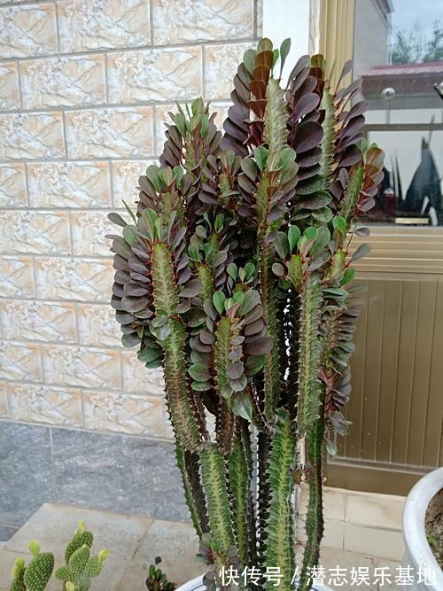 家里养花,避开8种“小毒花”,家里有老人孩子,孕妇的,别靠近