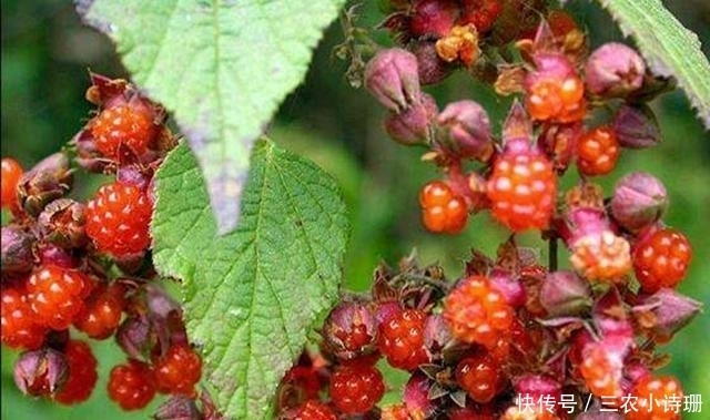 全都|山村的这4种野果子, 现在已经不常见, 全都吃过才算真正的山村娃