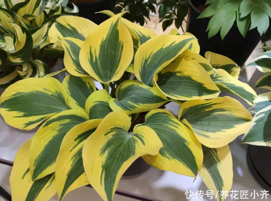 土壤不要直接用，适当加点“小东西”，才能长势旺盛，叶子油绿