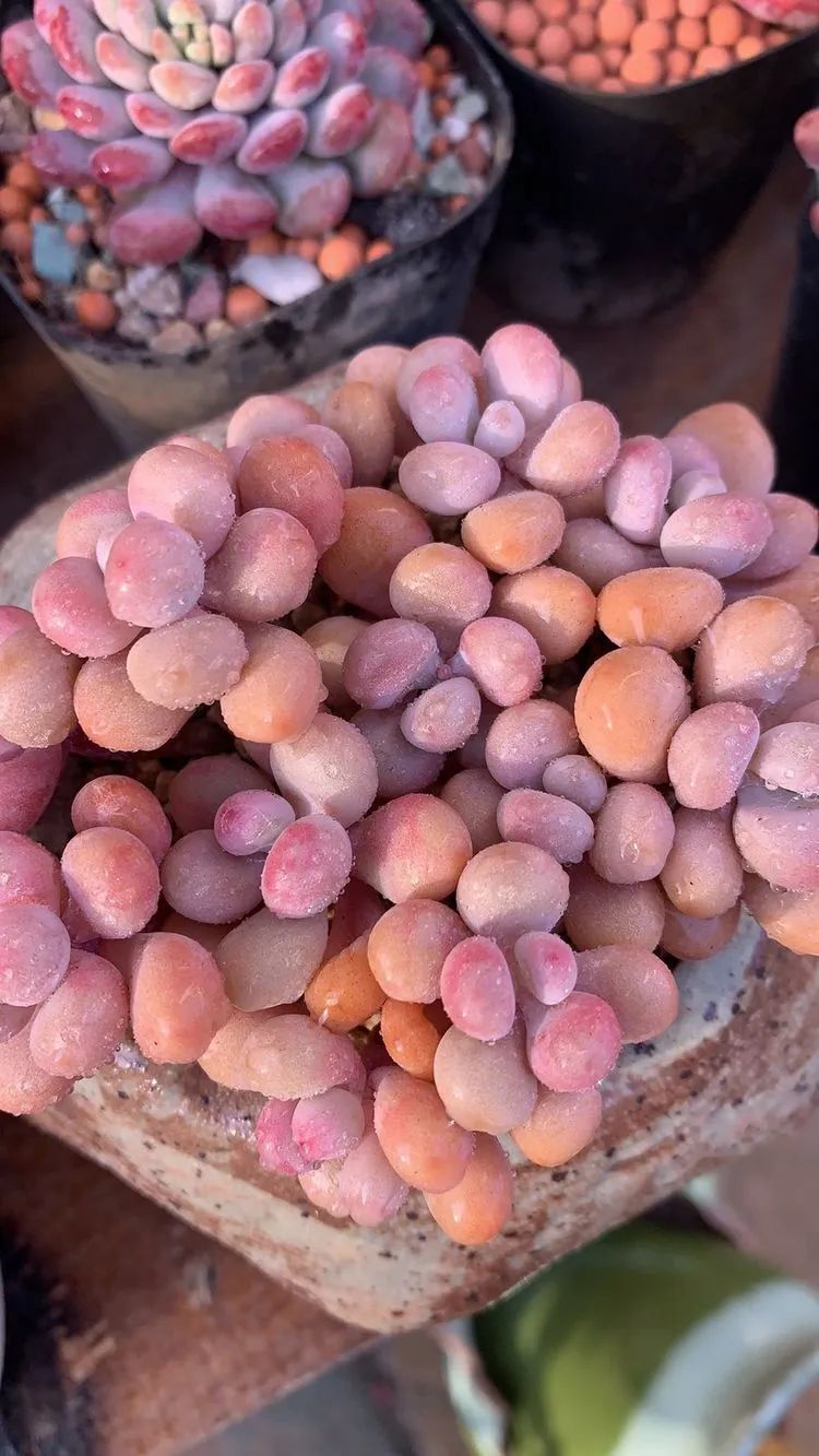 半年时间，多肉从3盆发展到600盆，入坑切莫太心急！