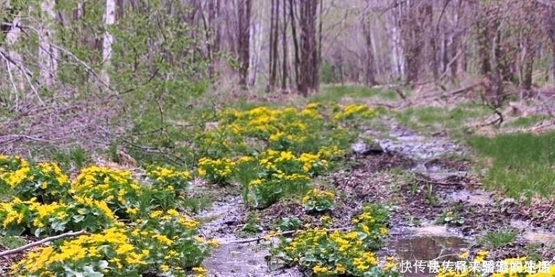 驴蹄菜|河边一种“黄花菜”,以前当杂草,如今30元1斤别错过
