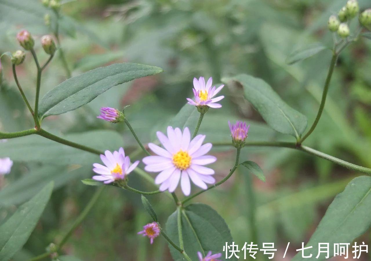 解酒草|被称之为“解酒草”的它,也是一剂肠胃病“特效药”,遇见要珍惜