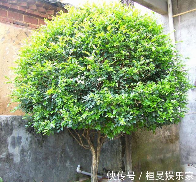 阳台养一盆它,比桂花栀子花还香,教你“3招”,长成盆景开满花