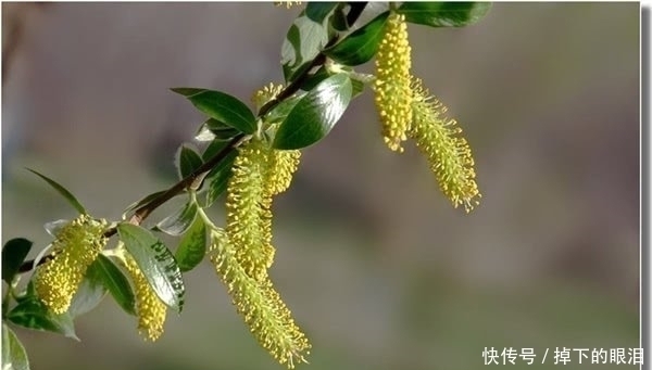 元日感怀|刘禹锡鲜为人知的7首诗，能读过三首就算知识渊博了！