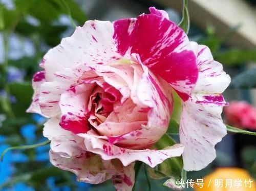 3种花漂亮又好养,花大色艳,埋土里就能活,室内也能种