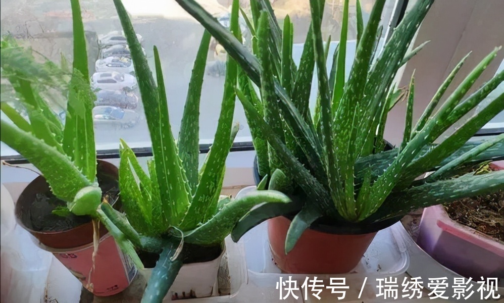 厕所再小,也要养盆吸味花,清除臭味、异味效果好