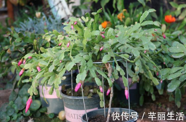 嫁接9层蟹爪兰，“技巧”掌握好，后期叶片不瘦，花苞多的压弯枝