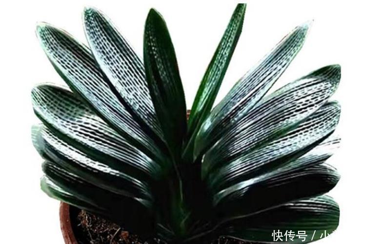 养君子兰要先养好根,三种东西养根又护根,多年经验积累