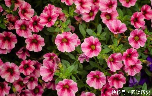 花期|适合阳台养护的花卉,花期长达200天,盆盆能开上百朵