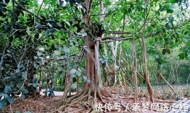 水生植物|中科院热带植物园，有一种能伴随着歌声翩翩起舞的植物，太神奇了