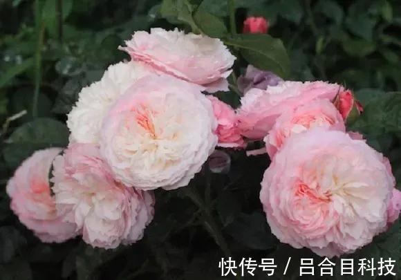 月季|22种最漂亮的月季,一次能开300天,满屋飘香开花多