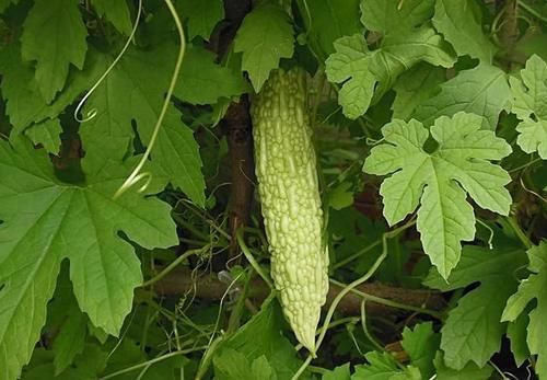 胆固醇|鸡蛋是高血脂的“发物”？医生道出真相，真该少吃的，或是这3样