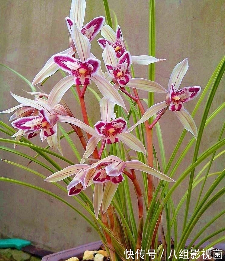 这款兰花真奇特,被誉为云南“仙草”,高雅有格调,很多人没见过