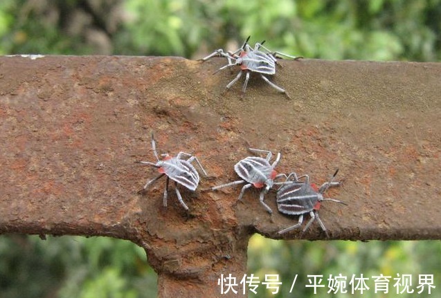 臭板虫|一些农村树上的臭板虫卖到好几百块钱一斤,为何?有啥作用?