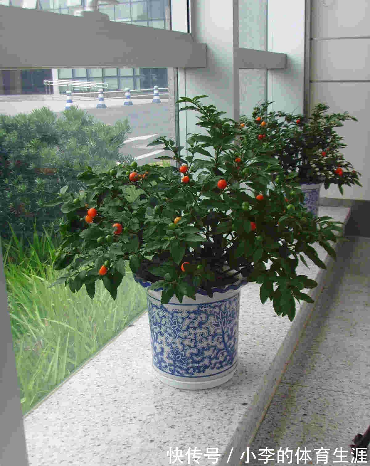 8种“小毒花”,叶子毒性大,家里若养着,光看别动它