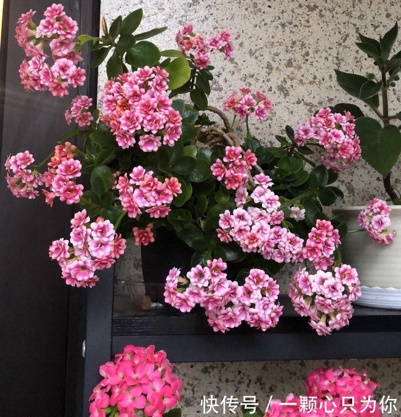 花苞|长寿花开成“大花球”,是怎样“炼成的”?5个小技巧,照做就行