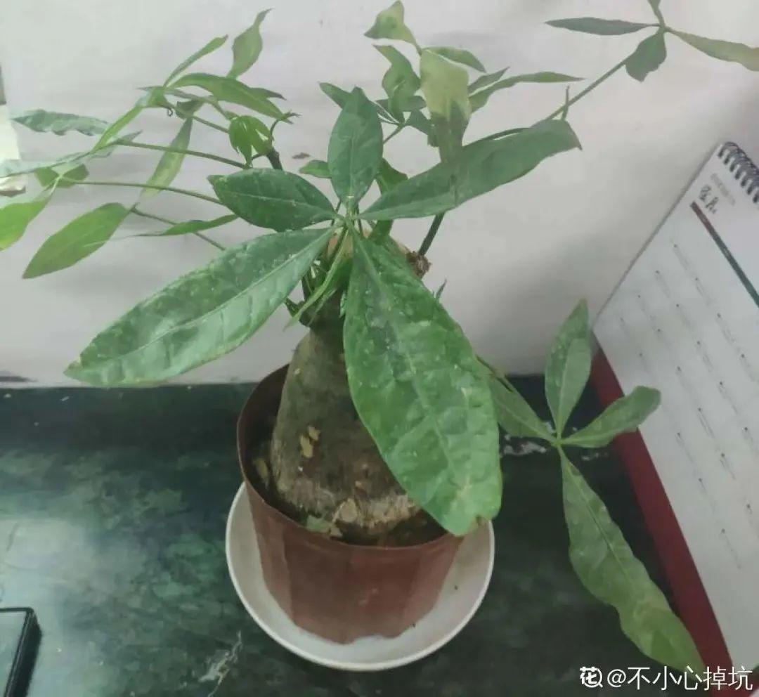 虐着养的花，剪成秃子，半月不浇水，呼呼开花