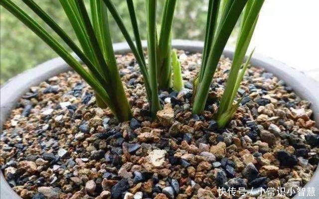 在家制作营养土,加上3种“废弃物”,松软透气、营养成分多!