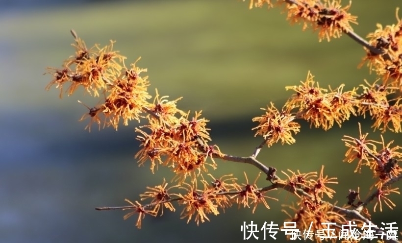 4大生肖|未来半个月喜事一波接一波，横财好运找上门的4大生肖