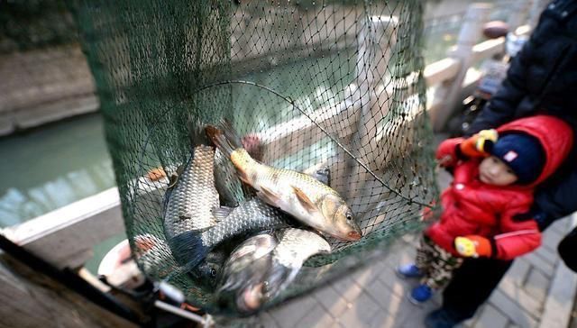 这么冷的天,鲫鱼爆连了,冬季鲫鱼最佳钓法