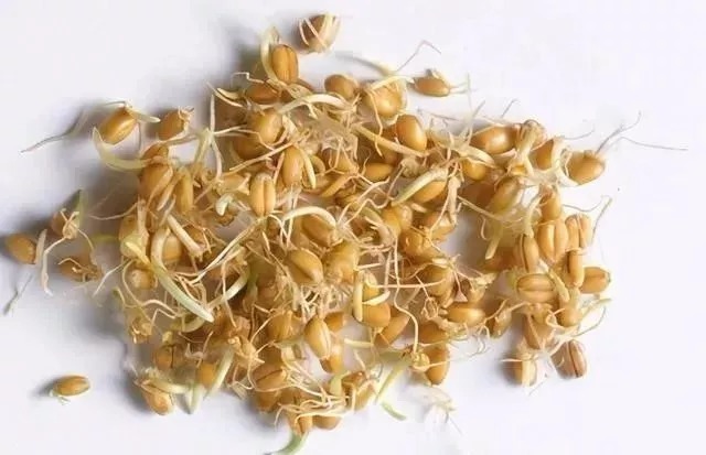 冬天钓鲤鱼，这些绝招一出，藏的多深的鲤鱼都会出窝