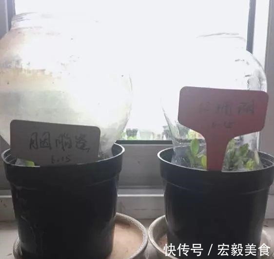 天竺葵|3种懒人扦插法,插啥都活,大白根蹭蹭冒!