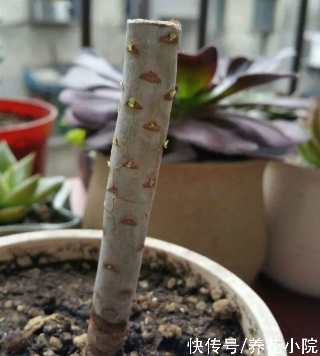 多头|养多肉黑法师,在枝头部位切一刀,爆出更多大“花头”