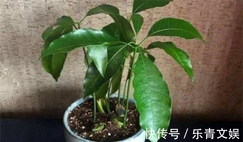 籽儿|两种果子吃完,籽儿撒在花盆里,长出漂亮盆景,一两年枝子挂满果