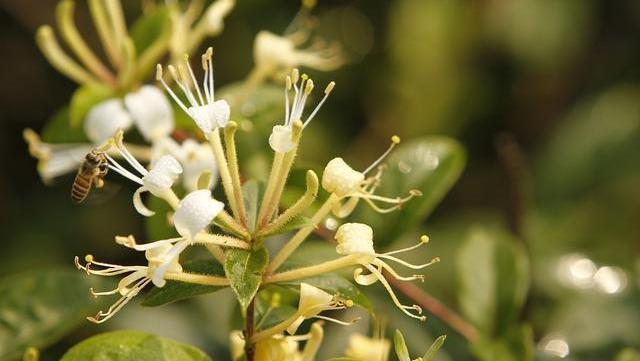 搭配|蒲公英，被称为“药草皇后”，谨记“五搭配、四禁忌”，别再犯错