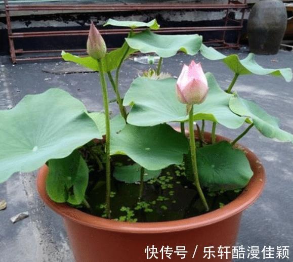 八宅明镜|如何分析和布局大门位于西北的户型