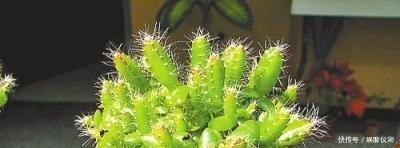 果树|养花不如种“果树”,挖1勺“水果籽”到花盆里,1个月成盆栽!