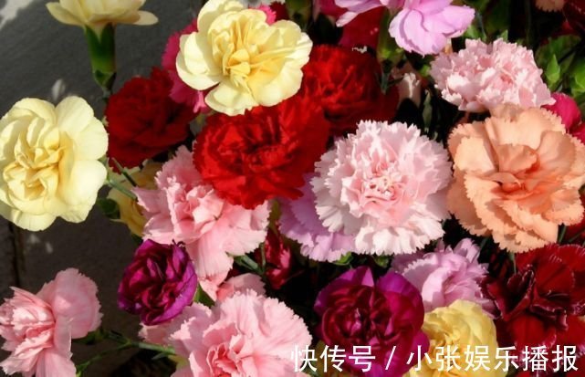 开花最香的4种花,家里养一盆,开花又大又艳,比牡丹美