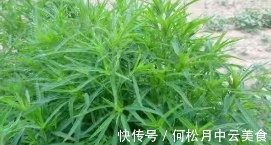江南人|60种常见野菜,高清大图,收集全了真不容易!