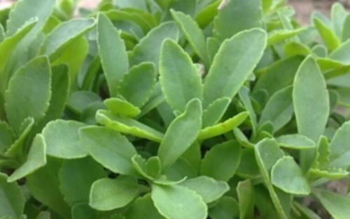 救心菜|农地里被忽视的这种野菜,或是高血压“克星”,建议:不妨多吃点