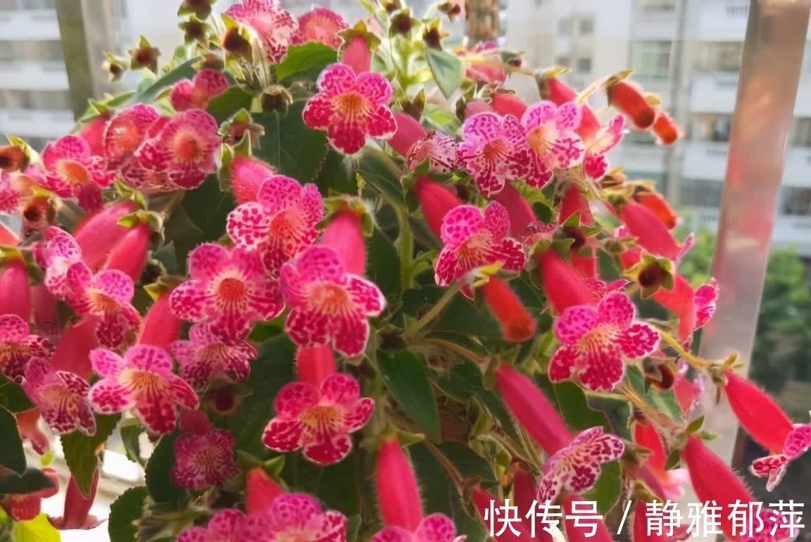 松叶牡丹|集美貌与好养于一身的“3种花”,不怕高温暴晒,三天两头开花