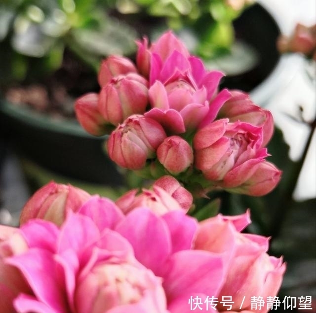 长寿|长寿花这个地方剪一剪,满头冒花苞,独苗绽放层叠群花